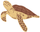 Schildkröte-icon